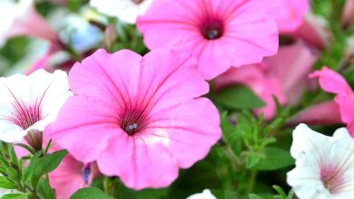 Photo of The Surfinia or Hanging Petunia: [Planting, Care, Irrigation and Substrate]