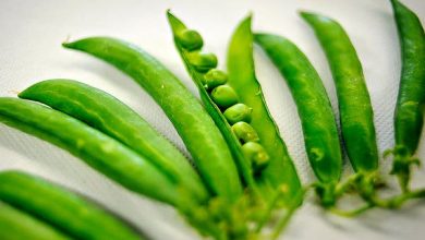 Photo of The Tear Pea: Why is the Green Caviar from the garden?