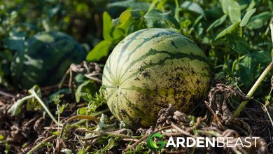 Photo of The Ultimate Guide to Growing Melons Successfully