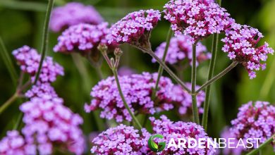 Photo of The Verbena Plant: [Planting, Care, Irrigation and Substrate]