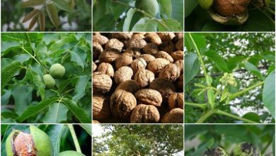 Photo of The Walnut: [Complete Guide to Grow It Successfully in your Garden]