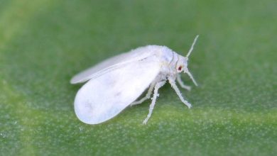 Photo of The White Fly (Aleyrodidae): [Identify, Fight and Prevent It]