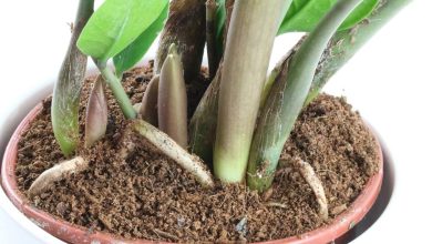 Photo of The Zamioculcas: [Care, Planting, Irrigation, Substrate]