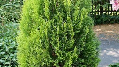 Photo of Thuja Orientalis: [Cultivation, Irrigation, Associations, Pests and Diseases]