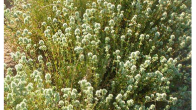 Photo of Thymus Mastichina: [Cultivation, Associations, Pests and Diseases]
