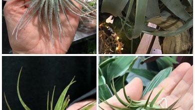 Photo of Tillandsia or Air Plant: [Planting, Care, Irrigation and Substrate]