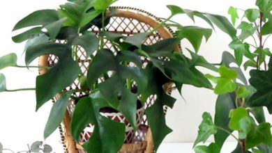 Photo of Tips for caring for indoor plants in summer