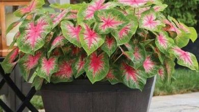 Photo of Tips for decorating with Caladium varieties