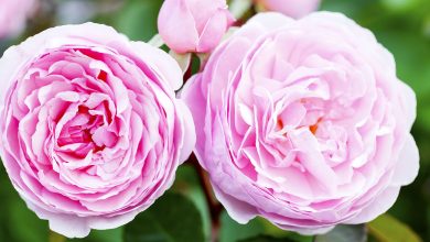 Photo of Tips for growing perfect roses