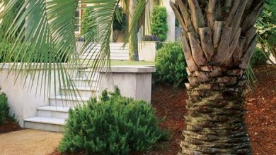 Photo of Tips for making a garden with palm trees