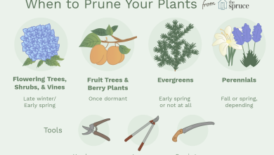 Photo of Tips for properly pruning plants