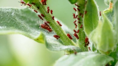 Photo of Tips to Eliminate Pests in the Garden: Aphids, Ants and more