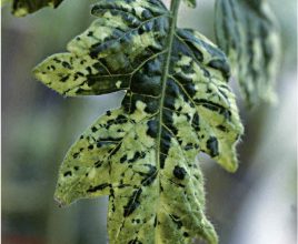 Photo of Tomato Mosaic Virus: [Characteristics, Detection, Effects and Treatment]