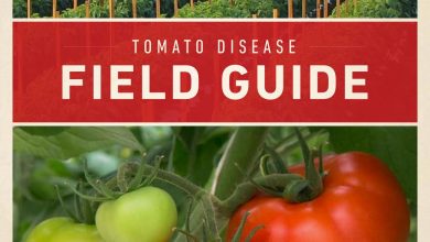 Photo of Tomato Pests and Diseases: Complete Guide with Photos and Tips