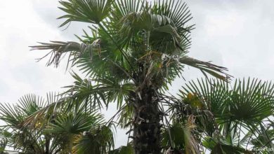 Photo of Trachycarpus Fortunei: [Cultivation, Associations, Pests and Diseases]