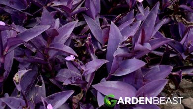Photo of Tradescantia Pallida or Purpurina: [Planting, Care, Watering and Substrate]