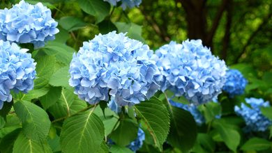 Photo of Transplant Hydrangeas: [Conditions, Time, Tools and Steps to follow]