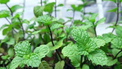 Photo of Transplant Peppermint: [Conditions, Time, Tools and Steps to follow]