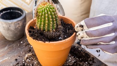 Photo of Transplanting a Rootless Cactus: [Method and Steps to Follow]