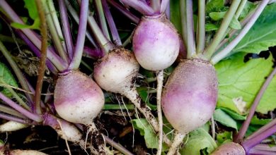 Photo of Turnips: [Planting, Care, Irrigation, Substrate, Pests and Diseases]