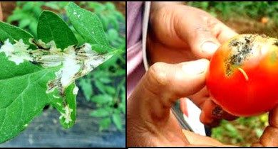 Photo of Tuta Absoluta in Tomato: How to Eliminate with Home Remedies