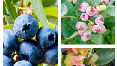 Photo of Types and Varieties of Blueberries