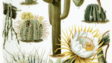 Photo of Types and Varieties of Cacti