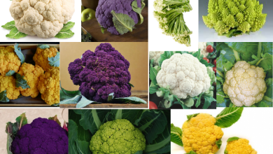 Photo of Types and Varieties of Cauliflower
