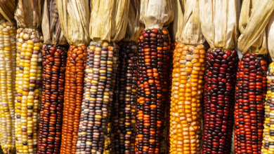 Photo of Types and Varieties of Corn