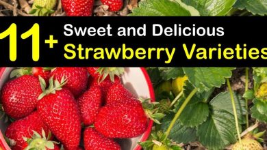 Photo of Types and Varieties of the Most Famous and Delicious Strawberries