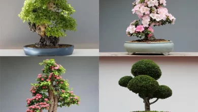 Photo of Types of Bonsai: [According to Size and Shape]