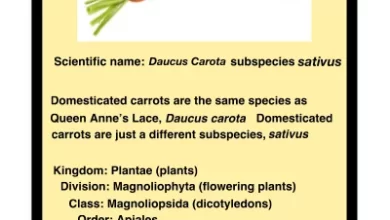 Photo of Types of Carrots: [Characteristics, Origin, Classifications]
