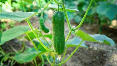 Photo of Types of Cucumbers: What are the most cultivated varieties?