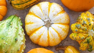 Photo of Types of Edible Pumpkins | 6 Varieties of pumpkin or squash