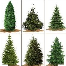 Photo of Types of natural Christmas trees: how to choose it