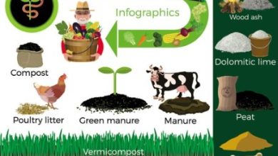 Photo of Types of Organic Fertilizer: 10 ecological fertilizers for plants