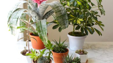 Photo of Types of pots: how to choose the right one for your plants