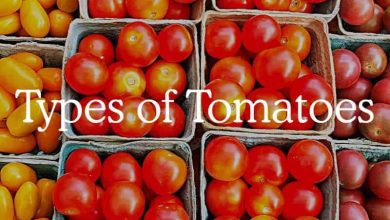 Photo of Types of Tomatoes and the Most Cultivated Varieties: Complete Guide [breadcrumb]