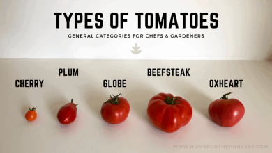 Photo of Types of Tomatoes: Learn about the most cultivated tomato varieties
