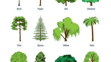 Photo of Types of Trees: [Characteristics and Names]