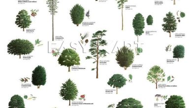 Photo of Types of trees for garden