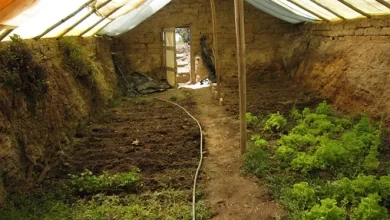 Photo of Underground gardens: cultivate all year round in a sustainable way. bolivia