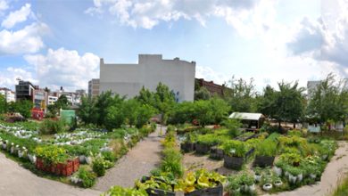 Photo of Urban Agriculture in Germany. Urban gardens in Andernach and Berlin