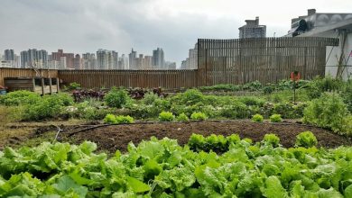 Photo of Urban garden in Shanghai: Jiashan Skyfarm