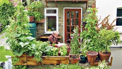 Photo of Urban gardens in London, a green and edible city