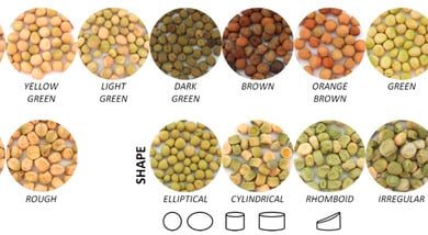 Photo of Varieties of Peas: [Characteristics and Classification]