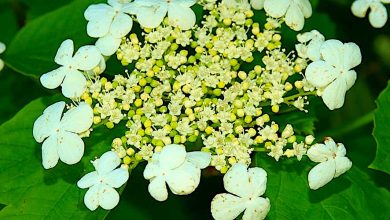 Photo of Viburnum Opulus: [Planting, Care, Irrigation, Substrate and Pests]