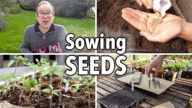 Photo of Videos about Sowing