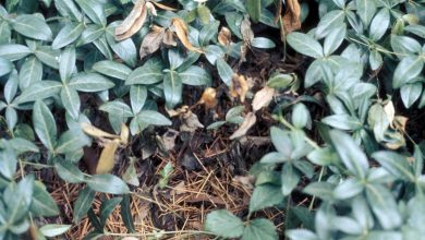 Photo of Vinca Plant: [Cultivation, Irrigation, Associations, Pests and Diseases]