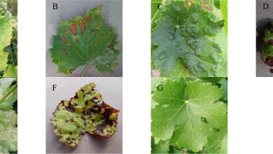 Photo of Vine Pests and Diseases: [Detection, Causes and Solutions]